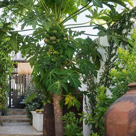 Altanure Almatere - Food Forest Boutique Stay Тавира Экстерьер фото